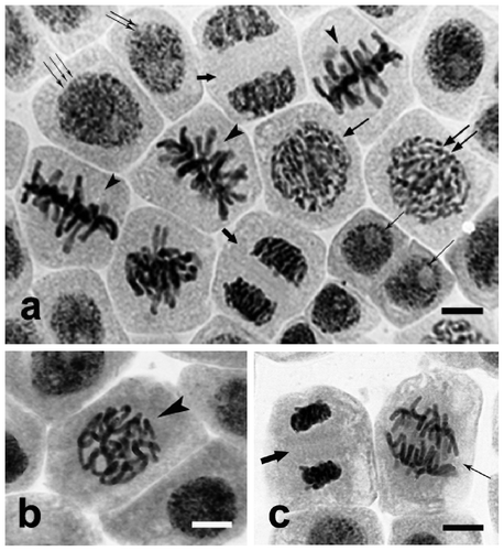 Figure 2. Allium test control cells. Squeezed preparation, stained with 2% aceto-orcein, observed under a light microscope; bar = 20 μm. (a) Different degrees of dispersion of chromatin in control cell interphase nuclei and at different stages of mitosis. Single thin arrows: condensed chromatin of cells at G0 and G1 phases. Two thin arrows: cells with nuclei containing rarefied chromatin, at G1 and initial S phases. Three thin arrows: cells at late S and G2 phases, with nuclei containing non-condensed chromatin. Single medium arrow: cells at early prophase, chromatin condensed with emerging chromosome territories. Two medium arrows: prophase proper; chromatin in a form of tangled threads. Arrowheads: control cells at metaphase stage. Thick arrows: control cells at telophase. (b) Control cell at the end of prophase, chromatin visible as thickened chromosome threads (arrowhead). (c) Chromosomes are pulled towards opposite cell poles during anaphase (thin arrow), and are despiralized in new cells after typical telophase (thick arrow).