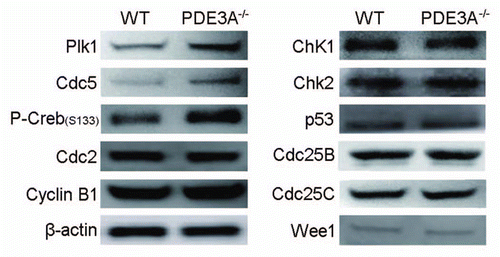 Figure 8 Western blot of key proteins for G2/M transition. As described in methods, lysates from freshly prepared WT and PDE3A-/- oocytes (40 oocytes) were subjected to SDS-PAGE/western Blot. Membranes were incubated with indicated primary antibodies at 4°C overnight, followed with second antibody for 1 h at room temperature.
