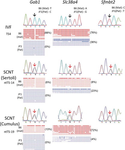 Figure 1. Analysis of the allelic expression and DNA methylation of placenta-specific imprinted genes in TSCs. While IVF-derived TSCs showed normal paternal expression (black arrows), SCNT-derived TSCs showed biallelic expression (red arrows). Demethylation of the Gab1 DMR consistently occurs in SCNT–TSCs while that of the Slc38a4 DMR showed a cell line-dependent difference. Open circles indicate unmethylated and filled circles indicate methylated CpG dinucleotides. Numbers in parentheses indicate the percentages of methylated CpG sites.