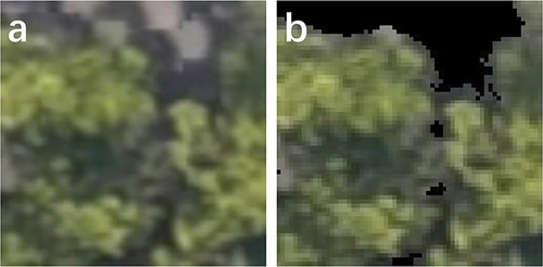 Figure 7. Color filtering. All pixels of unit-images were filtered with color mask to extract trees out of backgrounds: (a) the original unit-image; (b) the unit-image filtered with color mask.