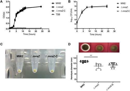 Figure 2 The role of MraZ in S. aureus MW2, ΔmraZ and ΔmraZ-C phenotypes. (A) The growth curve by measuring the OD600. (B) Viable bacteria count by measuring CFU on TSB agar plates. (C) Production of pigments by MW2, ΔmraZ and ΔmraZ-C. (D) Analysis of the hemolysis capacity by the zone of Hemolysis on sheep blood agar plates. **p<0.01.