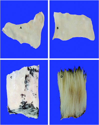Figure 6. Complete dehairing of goat skin by crude keratinase. Note: Dehairing by wild-type strain after 16 h (A) and by mutant strain after 12 h (B); incomplete dehairing by sodium sulphide and lime after 20 h (C) and control (D).