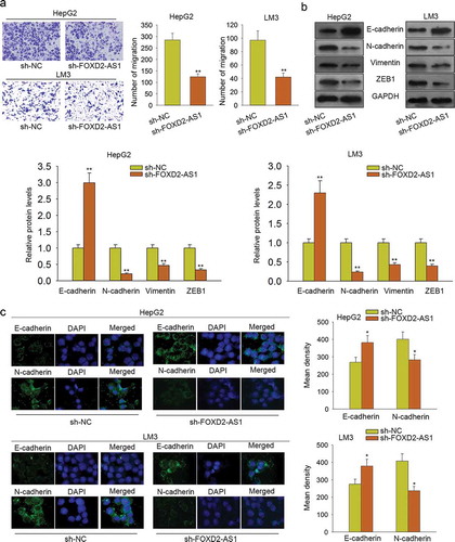 Figure 3. Knockdown of FOXD2-AS1 suppressed cell migration and EMT progress. A. Transwell assay was conducted to detect the cell migration ability. B-C. Western blot and immunofluorescence were applied to analyze the effect of sh-FOXD2-AS1 on EMT progress. *P < 0.05, **P < 0.01 vs control group.