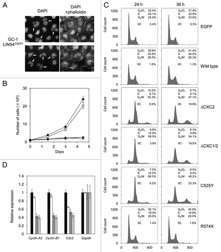 Figure 6. LIN54 CHC mutants lead to nuclear aberrations and impede cell cycle progression. (A) Examples of nuclear abnormalities in GC-1 cells expressing FLAG-LIN54C525Y. At 36 h after infection, cells were fixed and stained with DAPI and FITC-phalloidin that binds specifically to F-actin. The arrows indicate cells with abnormal nuclear morphology. (B) GC-1 cells expressing EGFP (filled diamond), FLAG-LIN54 (open square), FLAG-LIN54(ΔCXC1/2) (open diamond), FLAG-LIN54C525Y (open circle) or FLAG-LIN54C611Y (filled triangle) were seeded at 1 x 105 cells per dish in triplicate and counted at indicated time points. The experiment was performed three times. One representative experiment is shown. Error bars represent standard deviation. (C) GC-1 cells were infected with recombinant adenoviruses expressing the indicated constructs. At 24 or 36 h after infection, the cells were fixed and stained with PI. The cell cycle profiles were determined by flow cytometry. (D) GC-1 cells were infected with recombinant adenoviruses expressing EGFP (black bars), FLAG-LIN54 (white bars), FLAG-LIN54(ΔCXC1/2) (dark gray bars), or FLAG-LIN54C525Y (light gray bars). At 24 h after infection, cyclin A2, cyclin B1 and Cdc2 expression were analyzed by quantitative RT-PCR. Relative expression was normalized to Gapdh. Error bars represent standard deviation.