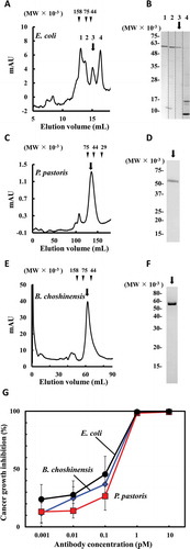 Figure 5. Comparison of growth inhibition effects against epidermal growth factor receptor (EGFR)-positive TFK-1 cells using the ta6 monomers prepared from three different host cells. A chromatograph and sodium dodecyl sulfate-polyacrylamide gel electrophoresis (SDS-PAGE) analysis for each peak after gel filtration of ta6 expressed in Escherichia coli, Pichia pastoris, and Brevibacillus choshinensis are shown (a, b, c, d, e, f). Each ta6 monomer indicated in arrow was added along with T-LAK cells to TFK-1 cells (T-LAK:TFK-1 ratio, 5:1) (g).