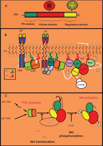 Figure 1 Akt structure and regulation. A) Akt structure. There are three Akt isoforms (Akt1/2/3), all of which share a similar structure and size. These isoforms contain a PH (pleckstrin homology) domain in the N-terminus, a central catalytic domain with kinase activity, and a regulatory domain in the C-terminus. The PH domain binds inositol triphosphate (PIP3). Akt also contains two main phosphorylation sites: one threonine in the kinase domain (Thr308) and one serine the regulatory domain (Ser473). B) Dual regulatory mechanism of Akt activation: translocation to the plasma membrane followed by phosphorylation. After their activation by specific growth factors (GF), tyrosine kinase receptors (TKRs) can promote the activation of the PI3K complex (p85 plus p110 subunits) directly or by means of the small GTPase monomeric protein Ras. Active PI3K converts inositol biphosphate (PIP2) into PIP3, which triggers the translocation of Akt and PDK1 to the plasma membrane, where they interact with PIP3 through their PH domain. Subsequently, Akt is phosphorylated by PDK1 in its Thr308 residue and by other kinases such as mTOR in its Ser473 residue. C) Negative regulation of Akt activation. The phosphatases PTEN and SHIP (in grey) promote the blockade of Akt translocation to the plasma membrane by dephosphorylation of PIP3 (in red) in PIP2 (in green). Additionally, CTMP (in blue) negatively regulates Akt activation preventing its phosphorylation in Ser473 and Thr308.