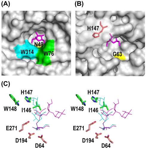 Figure 6. Structure of the catalytic cleft of AkFFase.