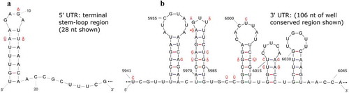 Fig. 3 (Colour online) Predicted secondary structures for: a highly conserved 28 nucleotide (nt) region at the proximal end of the 5ʹUTR (a) and a 106 nt region that is conserved among the 3ʹUTR (b) of the RNA1 and RNA2 of the putative Canadian virus isolates PrVF-CP1 and CVF-CC1 that were RACE-confirmed. Variable nucleotide positions are identified where a single bar above and a double bar below indicate that the mutation occurs in CVF RNA1 and CVF RNA2, respectively. An asterisk indicates a wobble G-U pairing that may not occur in all isolates considered and the nt in parentheses indicates a mutation identified in PrVF-CP1 RNA2.