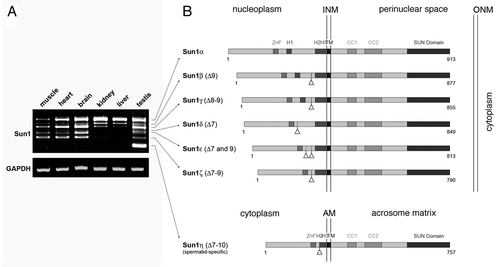 Figure 1 Differential expression of murine Sun1 isoforms. (A) Presence of different Sun1 isoforms in selected mouse tissues was analyzed by RT-PCR. To amplify the recently described N-terminal Sun1 variants with deletions between exon 7 and 10, primers were selected which specifically annealed in exon 6 and exon 11 (forward: 5′-CAG CAA TGG ATA CAC TT G CCG TG-3′; reverse: 5′-CCA GAA GGT TCC CGA GGC TG-3′; annealing at 60°C; 30 cycles). Amplification of GAPDH served as control for RN A fidelity (forward: 5′-GGG CCC ACT TGA AGG GTG GAG C-3′; reverse: 5′-GGC ACC ATA AAG AAT GTT CTA TTT CCT TGG ATC C-3′; annealing at 58°C; 25 cycles). (B) Schematic illustration of the mouse Sun1 isoforms as yet identified. Triangles mark positions of deleted exons. INM , inner nuclear membrane; ONM outer nuclear membrane; AM acrosomal membrane; ZnF, zinc finger; H1, H2, H3, hydrophobic domains; TM , transmembranen domain; CC, coiled coil domain.