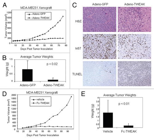 Figure 1 Adeno-TWEAK or Fc-TWEAK treatment is efficacious in tumor xenograft model. (A) Efficacy of adeno-TWEAK treatment in MDA-MB-231 xenograft model is shown. MDA-MB231 cells were grown subcutaneously in nude mice and a single dose of adeno-TWEAK or adeno-GFP was administered intratumorally at day 9 post-implantation. Tumor volume is plotted over time, indicating marked reduction in tumor size of adeno-TWEAK treated mice. Statistical significance (p < 0.007) was achieved at each time point beginning at day 23 and continuing through the end of the study (day 76). (B) Actual tumor weights were determined upon dissection at termination of the study (day 76) as shown, indicating significantly reduced tumor mass in the adeno-TWEAK treated group compared with the adeno-GFP group. Shown are averages with standard deviation. Statistical significance (t-test) is shown. (C) H&E staining of tumors at termination of the study shows reduced tumor tissue in the adeno-TWEAK treated group compared with the adeno-GFP treated group. Ki-67 staining reveals reduced proliferation in tumors from the adeno-TWEAK treated mice compared with adeno-GFP treated group. TUNEL staining demonstrates increased levels of apoptotic cells in tumors from the adeno-TWEAK treated mice compared with the adeno-GFP treated group. (D) Efficacy of Fc-TWEAK treatment in MDA-MB-231 xenograft model is shown. Nude mice bearing MDA-MB-231 tumors were given biweekly intratumoral administration of Fc-TWEAK or vehicle control beginning at day 19 post-tumor cell implantation. Tumor volume is plotted over time, indicating a marked reduction in tumor size of Fc-TWEAK treated mice. Statistical significance was achieved (p < 0.02) at each time point beginning at day 54 and continuing through termination of the study (day 99). (E) Comparison of tumor weights as determined upon dissection at termination of the study (day 99) is shown, indicating significantly reduced weights in the Fc-TWEAK treated group. Shown are averages with standard deviation. Statistical significance (t-test) is shown.