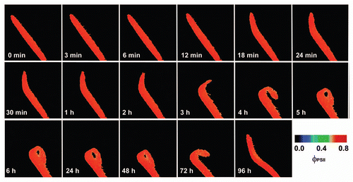 Figure 2 The response of effective quantum yield of photochemical energy conversion in photosystem II (ΦPSII) of Drosera capensis leaf to prey capture (ant Lasius niger without abdomen). The ant without abdomen was put on the leaf in time 10 seconds. Note that no changes in ΦPSII occurred in spite of leaf folding.