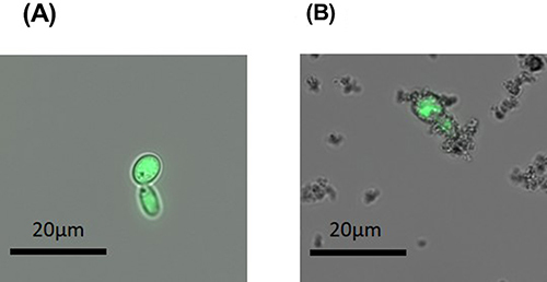 Figure 6 (A) Separation of Candida albicans (fluorescent strain) under static conditions in water-based media (Ringer`s solution). Before separation the cells are without any attachment at the cell wall. (B) After separation with SPION-APTES-Pep C. albicans cells from the magnetic pellet show attachment of particle clusters to the wall of the cells.