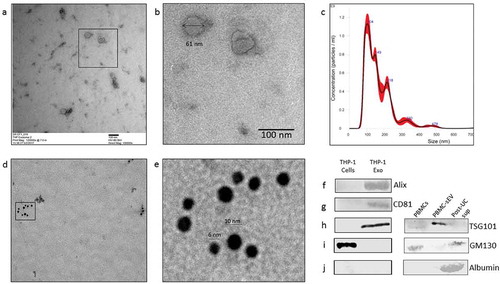 Figure 1. Characterization of THP-1 derived sEVs. (a). Transmission electron micrograph of THP-1 derived sEVs obtained from the culture supernatant of 60 million cells. (b). Magnified image of the selected region in 1a. (c). Nanoparticle tracking analysis of sEVs indicated particles with a mean diameter of 103.2 ± 4.9 nm and a particle concentration of 1.3 × 1011 ± 2.09 × 109 particles/ml. (d). Transmission electron micrograph of sEVs double-immunostained for CD81 and CD9 (conjugated to 6nm and 10 nm gold particles, respectively). (e). Magnified image of the selected region in 1d. Western blotting of sEV pellet was performed to confirm the presence of exosome marker protein, Alix (f), CD81 (g), and TSG101 (h). Absence of the routine contaminants of EV preparations like GM130 (Golgi marker) and serum albumin was also ascertained in the isolated sEVs from both THP-1 cell-derived sEVs and PBMC-derived sEVs (i, j, respectively).