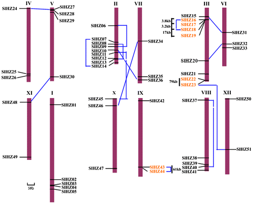 Fig. 3. Chromosomal Location of Tomato HD-Zip Genes on all 12 Chromosomes.Note: Chromosomal mapping was based on the physical position (Mb) in 12 tomato chromosomes. The chromosome number is indicated at the top of each chromosome. Chromosomal positions of the tomato SlHZ genes are indicated by gene name (assigned in Text_S1). Scale represents a 5 Mb chromosomal distance. Three tandem duplications are clustered together within 100 kb distance and marked with orange color. The dash blue lines connect the other corresponding 12 pairs of paralogous genes in duplicated blocks were segmental duplication.