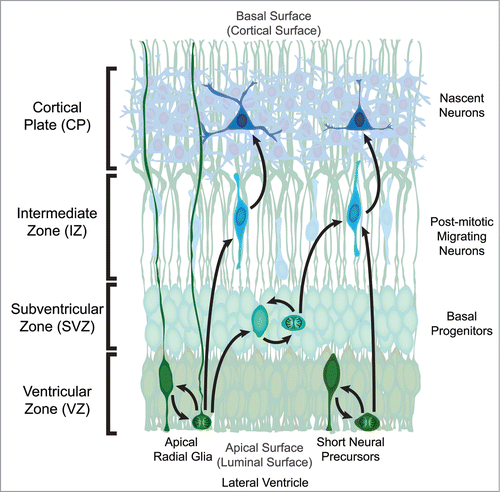 Figure 1. Organization of the developing mouse neocortex. The two classes of neural precursor, radial glia and short neural precursors, both reside in the Ventricular Zone (VZ) with a process attached to the apical (luminal) surface adjacent to the developing lateral ventricle. The overt structural distinction between the 2 neural precursors is that radial glia possess a process attached to the basal (cortical) surface while short neural precursors do not. During mitosis the cell body migrates to the apical surface where it will divide to generate 2 daughter cells. In the case of radial glia, the daughter cells can be new radial glia cells, basal progenitors, or post-mitotic neurons. Basal progenitors are a transient type of progenitor that resides basal to the VZ in the Subventricular Zone (SVZ), and can also self-renew as well as generate post-mitotic neurons. Post-mitotic neurons migrate away from the VZ and/or SVZ along radial glia processes through the Intermediate Zone (IZ) to populate the developing Cortical Plate (CP) in an inside-out fashion, where the deepest cortical layers are generated first. The other apical precursor type, short neural precursors, can also self-renew or generate post-mitotic neurons, however they do not produce basal progenitors.