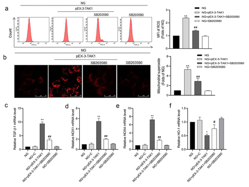 Figure 5. Effects of p38 MAPK inhibitor SB203580 on TAK1 overexpression induced oxidative stress in HK-2 cells. (a) Intracellular ROS was detected by flow cytometry; (b) Mitochondrial ROS was detected by MitoSOX staining. (C, D, E, F) The mRNA expression of TGF-β1, NOX1, NOX4 and HO-1 in HK-2 cells was detected by real time quantitative PCR. All experiments were repeated three times. *P < 0.05 and ** P < 0.01 vs. NG group, #P < 0.05 and ##P < 0.01 vs. NG+pEX-3-TAK1 group. NG+C, 5.5 mmol/L glucose+ 0.5 mg/L pEX-1 empty plasmid.