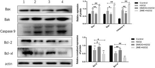 Figure 9. HIF-1α can improve cell survival under oxidative stress by regulating the above-mentioned members of the Bcl-2 protein family and caspase-9. 1: control; 2: H2O2; 3: DMOG + H2O2; 4: 2ME + H2O2. Western blot analysis: Bax, Bak, caspase-9, Bcl-2, Bcl-xl, and β-actin were detected. Bax, Bak, caspase-9, Bcl-2, and Bcl-xl were normalized to β-actin as an internal control. The data shown are the means of three independent experiments. The error bars represent standard error. Data were analyzed with one-way analysis of variance (∗p < .05, ∗∗p < .01, vs. control. #p < .05, ##p < .01, vs. H2O2).
