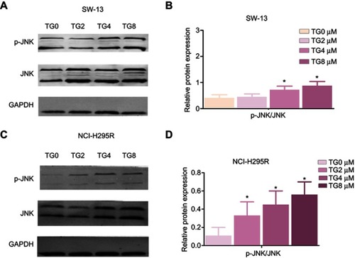 Figure 5 Expression levels of the JNK signaling-related proteins, JNK and p-JNK, after TG treatment in SW-13 (A and B) and NCI H295R (C and D) cells. The data is represented as means ± SD (n=3). *p<0.05 vs the control group (TG 0 µM group).