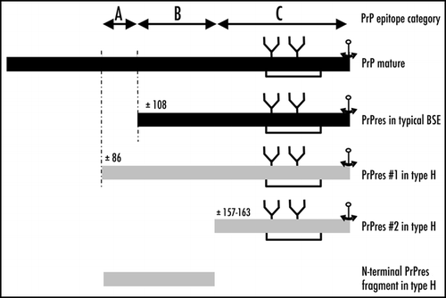Figure 4 Schematic representation of proteinase K-resistant PrP fragments identified from H-type or typical BSE. Putative regions for proteinase K cleavage are indicated, as assessed by immunoreactivities with anti-PrP antibodies, and categories of epitope locations (groups A, B and C).