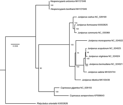 Figure 1. Phylogenetic relationships between the genus Juniperus and other three genera based on the maximum likelihood (ML) analysis of 14 complete chloroplast genome sequences from 9 Juniperus, 2 Cupressus, 2 Hesperocyparis, and 1 Platycladus. The supporting values based on 200 replicates are shown behind the nodes.