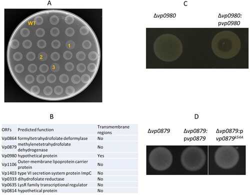 Figure 1. Identification of genes required for phage OWB-mediated lysis of V. parahaemolyticus. (A) Each mutant in the transposon mutagenesis library was drop plated on LB agar. After drying, a drop of phage (2 µl) was placed on top of the dried bacterial lawn. An example of a phage drop assay used to screen transposon mutants that could not be lysed by phage OWB is shown in A. The top row indicates the WT V. parahaemolyticus that can be lysed by phage OWB, showing a clear lysis zone at the center of the bacterial lawn. The majority of mutants could be lysed by phage OWB. The mutants labeled with “1”, “2” and “3” are examples that were not lysed by phage OWB. (B) After screening approximately 5,000 mutants in the transposon mutagenesis library, 8 mutants with transposon insertions were identified to be resistant to phage-mediated lysis. The genes required for phage-mediated lysis are shown, with predicted function and presence or absence of transmembrane regions. (C) Δvp0980 complementation with WT vp0980 restored phage-mediated lysis in the drop assay. (D) Δvp0879 complementation with WT vp0879 but not vp0879K54A restored phage-mediated lysis in the drop assay. Representative images from three experiment replications are shown.