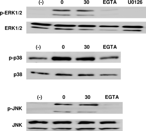 Figure 3.  Western blotting to assess the phosphorylation of ERK1/2, p38 MAPK, and JNK in DC. DC were stimulated with or without zymosan (10 µg/ml), with propofol (30 µM), U0126 (an MEK inhibitor; 10 µM), or EGTA (a calcium chelator; 5 mM) for 30 min and the cells lysed for analysis. Representative blots from at least three independent experiments are shown.