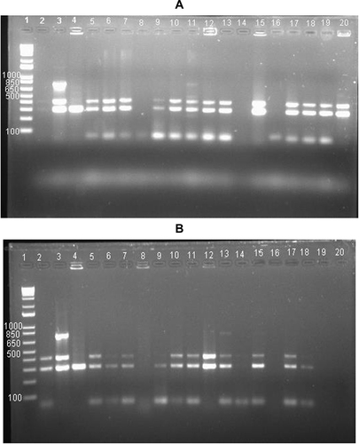 Figure 1 PCR amplification results for detection of β–lactamases. (A) Lane 1: MWM (1 Kb Plus Ladder), 2: positive control for SHV, TEM and KPC, 3: K. pneumonia ATCC700603, 4: P. mirabilis ATCC 29906, 5: P. aeruginosa ATCC 27853, 6: isolate 1, 7: isolate 2, 8: isolate 3, 9: isolate 4, 10: isolate 5, 11: isolate 6, 12: isolate 7, 13: isolate 8, 14: isolate 9, 15: isolate 10, 16: isolate 11, 17: isolate 12, 18: isolate 13, 19: isolate 14, 20: isolate 15. (B) Lanes 1–5: Same as A, 6: isolate 16, 7: isolate 17, 8: isolate 18, 9: isolate 19, 10: isolate 20, 11: HAb2 (cheese isolate), 12: Yogurt isolate*, 13: W1 (water isolate obtained from a restaurant), 14: bottled water isolate, 15: W2 (water isolate obtained from another restaurant), 16: E. coli ATCC 25922 (negative control), 17: S. pneumonia ATCC 49619, 18: duplicate 17: 19: H2O (negative control). *Obtained from the same yogurt as isolate 10.