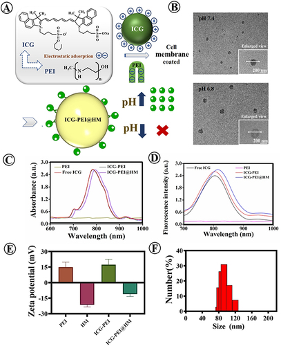 Figure 2 Characterization of ICG-PEI@HM NPs. (A) Schematic diagram of the pH responsiveness of ICG-PEI@HM NPs. (B) TEM images of ICG-PEI@HM NPs in different pH conditions (bar=200 nm). (C and D) UV-vis and fluorescence emission spectra of PEI, Free ICG, ICG-PEI, and ICG-PEI@HM NPs. (E and F) The zeta potential and particle size of ICG-PEI@HM NPs.