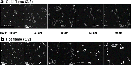 Figure 3. STEM images of thermophoretically sampled ZrO2 particles along the reactor centerline at 10, 30, 40, 50, and 60 cm height above the burner (HAB) for (a) cold and (b) hot spray flames. Particles grow with increasing HAB forming aggregates that consist of larger primary particles (PPs) in the hot than in the cold flame.