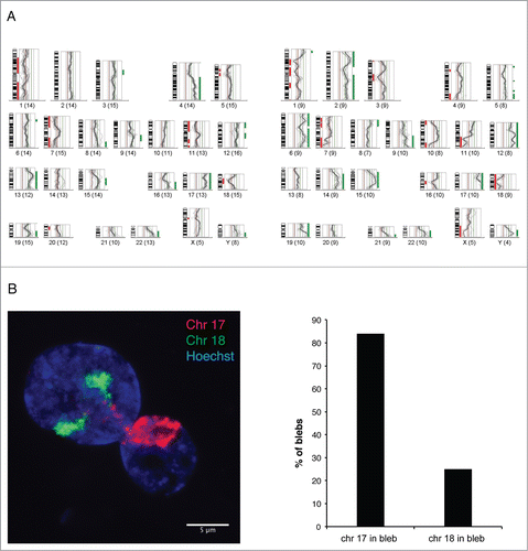 Figure 3. Gene-rich chromosomal regions are preferentially located in blebs.(A) Two examples of CGH profiles from pools of 20–25 blebs each, microdissected from p.S143F patient fibroblasts (p22) and hybridized against a pool of 15–20 whole nuclei from the same sample. The fluorescence intensities are depicted for each chromosome as an intensity ratio profile. Green and red bars indicate overrepresented and underrepresented chromosomal regions within nuclear blebs, respectively. Note the overrepresentation of regions of gene-rich chromosomes 17 and 19 and the underrepresentation of chromosome 18. (B) CGH results were verified by FISH using whole chromosome painting probes for chromosomes 17, and 18. A z-projected nucleus is shown. Note that both chromosomes 18 are located in the main nuclear body, while chromosomes 17 appear in the bleb. Scale bar 5 μm.