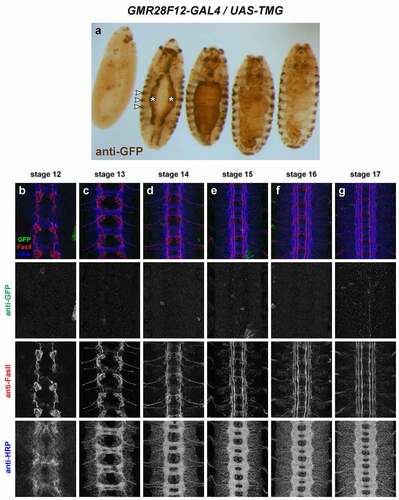 Figure 15. GMR28F12 lacks expression in the embryonic ventral nerve cord.