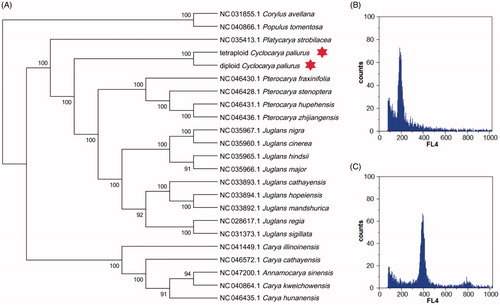 Figure 1. (A) Phylogenetic analysis of 21 species from Juglandaceae and 2 taxa (Populus tomentosa, Corylus avellana) as outgroups based on plastid genome sequences by RAxML, bootstrap support value near the branch. (B) Analysis of cell ploidy of diploid C. paliurus. (C) Analysis of cell ploidy of tetraploid C. paliurus; FL4: fluorescence intensity.