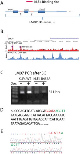 Figure 6. KLF4 bound to mCpGs at enhancer regions to activate LMO7 expression A. Schematic structure of the LMO7 gene locus showing KLF4 binding sites at the 5ʹUTR flanking exon 2 with ~10 kb apart. B. H3K27ac ChIP-seq analysis indicated the enrichment of the enhancer mark at the two KLF4 binding sites of the LMO7 gene, which are also highly methylated according to our whole-genome bisulfite sequencing data analysis (dotted). C. Primers were designed to span the two KLF4 binding sites of the LMO7 gene and to amplify the predicted linker site of the 3D loop. A predicated PCR fragments with the size of 311 bp was enriched in KLF4 WT expressing cells, but not in KLF4 R458A expressing cells. D, E. Sanger sequencing confirmed that the PCR fragment completely matched our putative loop with the linker sequencing as shown in D.