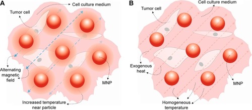 Figure 6 (A) Schematic representation of tumor cells heated by MNPs placed in AMF (MHT case). Cells close to MNPs are subjected to a higher treatment temperature due to a high gradient temperature near MNPs; (B) tumor cells and MNPs heated uniformly by exogenous heat (WHT case). There is no temperature gradient near MNPs after equilibrium macroscopic temperature is established.Abbreviations: AMF, alternating magnetic field; MHT, magnetic hyperthermia; MNP, magnetic nanoparticle; WHT, water-based hyperthermia.