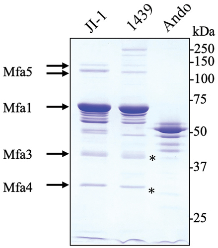 Figure 1. SDS-PAGE and CBB staining of the purified Mfa1 fimbriae of three prototype strains. Lanes were loaded with 3 µg of pure Mfa1 fimbriae. Arrows indicate the Mfa1, Mfa3, Mfa4, and Mfa5 bands of ATCC 33,277 [Citation11]. The membrane protein Mfa2 was not detected in the purified fimbriae [Citation11]. The weak bands of Mfa3 and Mfa4 detected in the Ando strain corresponding to Figure 7 are indicated by asterisks.