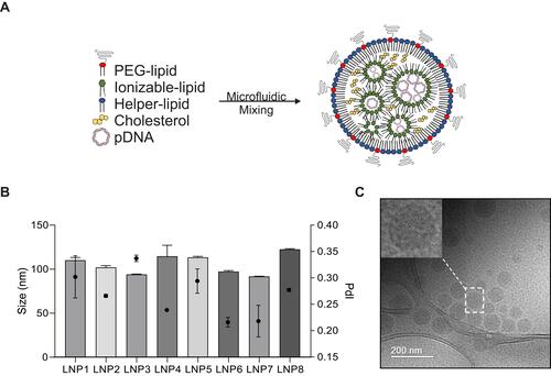 Figure 1 Synthesis and characterization of lipid nanoparticles (LNPs) for pDNA delivery in cardiomyocytes. (A) Left: LNPs were formulated via microfluidic mixing of an aqueous phase of pDNA and an ethanol phase of lipids. Right: Schematic formation of LNPs encapsulating pDNA (Right). (B) Hydrodynamic diameter measurements and polydispersity index of LNPs. Bar graph: size; Bar dot: PDI (polydispersity index). (C) Representative cryo-TEM of LNPs encapsulating pDNA. Data are plotted as mean ± SEM.