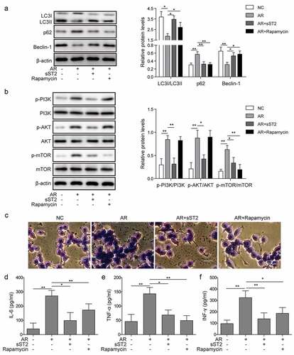 Figure 5. Allergen exposure regulated autophagy and degranulation of mast cells through IL-33/ST2 and PI3K/mTOR pathways in an AR model. An AR model was generated using SD rats and treated with sST2 (AR+sST2) or rapamycin (AR+rapamycin). (a) AR group showed that expression levels of LC3 I/II and Beclin-1 were decreased, and p62 was increased, which were reversed by sST2 or rapamycin treatment. (b) AR treatment enhanced the activation of PI3K/Akt/mTOR pathway proteins, which were blocked by sST2 or rapamycin. (c) Mast cell degranulation and (d–f) levels of IL-6, TNF-α and INF-γ were promoted by AR treatment, which was neutralized by sST2 or rapamycin treatment. *P < 0.05; **P < 0.01