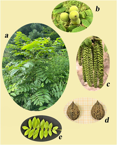 Figure 1. Morphological characteristics of Juglans mandshurica. (a) whole plant, (b) fruits, (c) inflorescence, (d) seeds, (e) leaves.