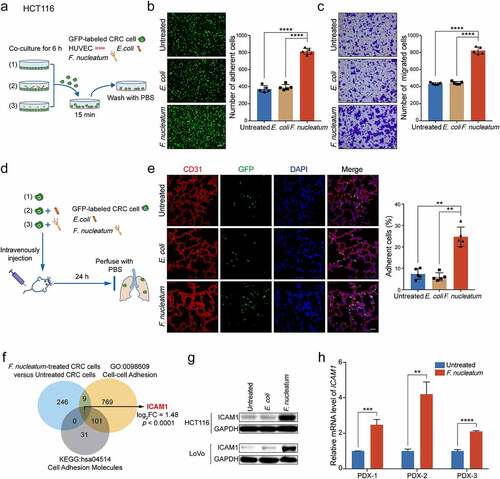 Figure 1. F. nucleatum promotes CRC cells adhesion to endothelial cells and facilitates extravasation by upregulating ICAM1. (a) Schematic illustration of adhesion assay in vitro. (b) GFP-labeled HCT116 cells pretreated with F. nucleatum, E. coli or PBS control for 6 hours were subjected to adhesion assay. Representative images of adherent cells were shown (left) and the adherent cells were quantified by counting in five fields (right). Scale bar, 100 μm. (c) HCT116 cells were pretreated with F. nucleatum, E. coli or PBS control for 6 hours and subjected to migration assay. The migrated cells were quantified at 18 hours by counting in five fields. Scale bar, 100 μm. (d) Schematic illustration of cancer cell extravasation model in vivo. (e) The colonized GFP-labeled HCT116 cells in mice lung tissues were quantified by immunofluorescence assay, in which lung sections were stained with a marker of vascular endothelial cells CD31 (red), and the nuclei were counterstained with DAPI (blue). Scale bar, 100 μm. (f) 256 genes with significant mRNA upregulation (fold change > 2, p.adj < 0.05) in RNA-sequencing, 880 genes in the GO class of cell-cell adhesion (GO: 0098609), and 133 genes in the KEGG pathway of cell adhesion molecules (hsa04514) with key functions were subjected to Venn diagram analysis. Venn diagram showing the overlapping genes. (g) Western blot analysis was performed to detect the protein levels of ICAM1 in HCT116 cells and LoVo cells treated with F. nucleatum, E. coli or PBS control. (h) Quantitative RT-PCR analysis of ICAM1 in PDX tumor tissues treated with F. nucleatum or PBS control. Data are shown as mean ± SD. ** P< .01, *** P < .001, **** P < .0001, Student’s t test (b, c, h), Mann-Whitney test (e).