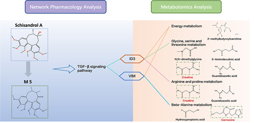 Figure 9 Integrated analysis of network analysis and metabolomics. The biomarkers involved in the corresponding metabolic pathways were obtained by KEGG analysis. Gene-related metabolites involved in the metabolism pathway were shown on the red label.
