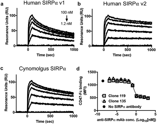 Figure 6. Anti-SIRPα blocking antibody clone 119 binds with high affinity to human and cynomolgus SIRPα and potently blocks CD47 binding to cell surface SIRPα. (A-C) SPR analysis of the binding kinetics of anti-SIRPα antibody clone 119 binding to (a) hSIRPα v1, (b) hSIRPα v2, and (c) cynomolgus SIRPα. (d) Competition assay depicting dose-dependent antagonism of CD47-Fc binding to human CD14+ monocytes by anti-SIRPα blocking antibody clones 119 and 135.