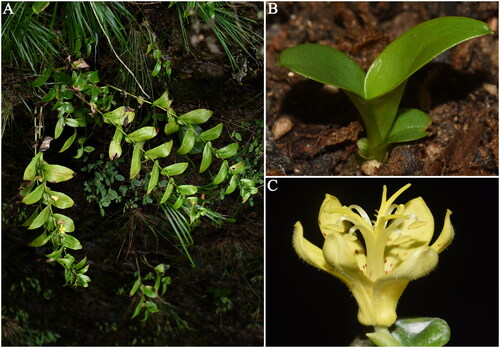 Figure 1. Tricyrtis xianjuensis Li, Chen & Ma 2014. (A) Habitat; (B) seedling; (C) flower. All the photos were taken by Ming Jiang. Tricyrtis xianjuensis is a perennial herb up to 70 cm, with short rhizomes, ascending stems, alternate leaves, and yellow flowers. Flowering period of this species occurs between September and early October, while fruiting in October.