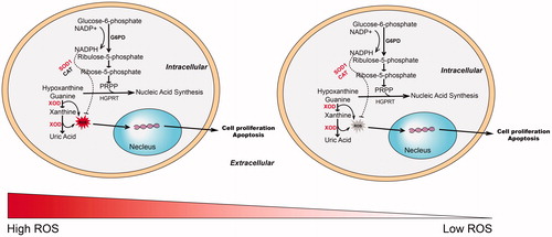 Figure 6. Overview of the differential metabolic phenotype and response to ouabain treatment in the two subtypes of DLBCL cell lines. NADP+: nicotinamide adenine dinucleotide phosphate; NADPH: reduced nicotinamide adenine dinucleotide phosphate; G6PD: glucose-6-phosphate dehydrogenase; XOD: xanthine oxidase; ROS: reactive oxygen species; PRPP: phosphoribosyl pyrophosphate; HGPRT: hypoxanthine-guanine phosphoribosyltransferase. SOD1: superoxide dismutase 1; CAT: catalase.