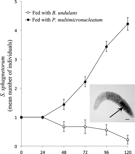Figure 3. Comparison between growth curves of Stenostomum sphagnetorum fed either with Blepharisma undulans or with Paramecium multimicronucleatum. One specimen of S. sphagnetorum was mixed with 150 cells of B. undulans, or with 150 cells of P. multimicronucleatum as control. The specimens of S. sphagnetorum were counted for 120 h. Each point represents the mean (± standard error, SE) of nine independent experiments. Inset, a specimen of S. sphagnetorum with engulfed cells of B. undulans (arrow) visible as a dark area in the intestine. Scale bar = 50 µm.
