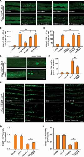 Figure 3. Apical epidermal structural damage inhibits autophagy activation. (A) Representative confocal images showing the distribution patterns of GFP::LGG-1 driven by the epidermal-specific Pdpy-7 promoter in sham-treated adults fed with bacteria carrying the empty vector L4440 (control), heat shock (HS) or paraquat-treated adults fed with L4440, mup-4 RNAi, let-805 RNAi or ifb-1 RNAi clones. Scale bar: 10 μm. (B) Quantification of results in (A) showing the number of GFP::LGG-1 puncta per unit area in the epidermis of worms treated with heat shock after damage of CeHD components compared with control. n ≥ 7 per condition. HS, heat shock. (C) Quantification of results in (A) showing the number of GFP::LGG-1 puncta per unit area in the epidermis of worms treated with paraquat after damage of CeHD components compared with control. n ≥ 11 per condition. (D) Representative confocal images showing the distribution patterns of GFP::LGG-1 driven by its own promoter in the epidermis of wild-type (WT) or epg-5(tm3425) young adults treated with L4440 (control) or mup-4 RNAi. Scale bar: 10 μm. (E) Quantification of the number of GFP::LGG-1 puncta in the epidermis of animals with the indicated genotypes, corresponding to results in (D). n ≥ 7 per condition. (F) Representative confocal images showing the protein levels of SQST-1::GFP driven by the epidermal-specific promoter Pcol-19 in sham-treated adults fed with L4440 (control) or mup-4 RNAi, heat shock (HS) or paraquat-treated animals fed with L4440 or mup-4 RNAi clones. Scale bar: 40 μm. (G and H) Quantification of the relative Pcol-19::SQST-1::GFP abundance with the indicated treatments, corresponding to results in (F). n ≥ 26 per condition. Error bars represent mean ± SEM. ns, not significant; **, P < 0.01; ***, P < 0.001; ****, P < 0.0001 (two-tailed, unpaired t-test).