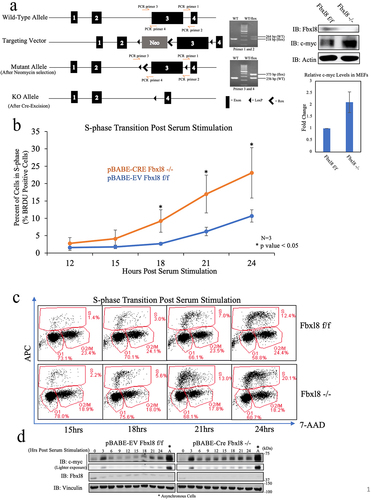 Figure 5. Fbxl8 excision accelerates G1/S phase transition. (a) Schematic for generation of conditional knockout Fbxl8 allele. Lysates from Fbxl8f/f and Fbxl8−/− MEFs were analyzed by western blot to determine Fbxl8 and c-myc protein levels after Fbxl8 ablation from the genome. Densitometric quantification of c-myc in Fbxl8f/f and Fbxl8−/− MEFs (Ratio Paired t-test, p-value < 0.05; N = 3). (b) Fbxl8f/f and Fbxl8−/− murine embryonic fibroblasts arrested at G0/G1 by contact inhibition and serum starvation for 36 hours. S-phase entry was assessed by BRDU incorporation (30 min) and FACS at 12, 15, 18, 21, and postrelease. Quantification of BRDU-positive cells mean ± SD, *p < .05 (two-tailed Student’s t  test, n = 3). (c) Flow cytometry data of specified timepoints postserum stimulation. (d) Western analysis of lysates from (B) for c-myc, Fbxl8, and vinculin.