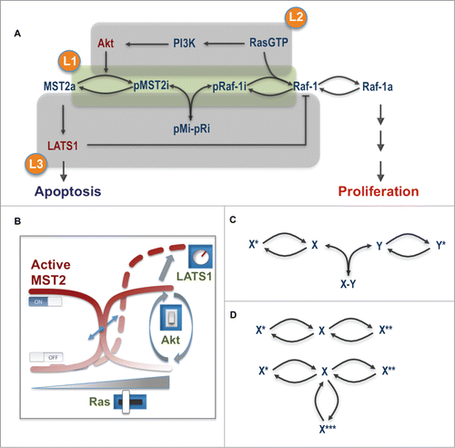 Figure 2. Main layers of regulation controlling the MST2-Raf-1 network behavior. (A) The core interaction scheme with overlapping regulatory layers. (B) The level and degree of the switches in the network being modulated by Ras, Akt and LATS1. (C) The switch-generating motif in the MST2-Raf-1 network. (D) The switch-generating motif by a single protein. X*, X** and X*** represent different forms of the unmodified protein X.