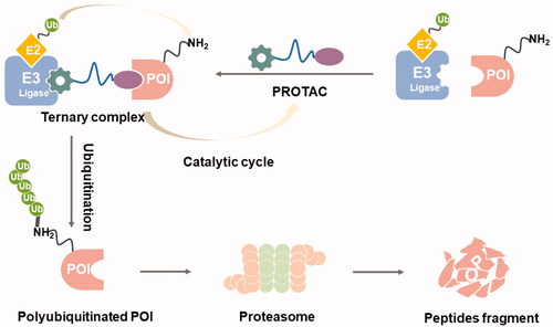 Figure 2. The schematic diagram of PROTACs.
