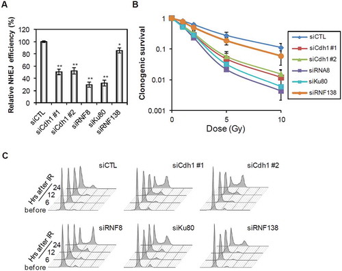 Figure 1. Inhibition of Cdh1 suppresses NHEJ in G1 cells. (A) Quantification of NHEJ assay in cells transfected with indicated siRNAs. U2OS cells were transfected with indicated siRNAs and treated with lovastatin. The NHEJ efficiency was normalized to that in control (siCTL) cells. (B) Survival of U2OS cells transfected with the indicated siRNAs after irradiation. Twenty-four hours after transfection of the siRNAs, the cells were treated with lovastatin for 36 h and then cultured in fresh media for 2 weeks after indicated doses of irradiation. (C) Cell cycle analysis of the cells transfected with indicated siRNAs. U2OS cells were transfected with indicated siRNAs and next day cells were treated with lovastatin for 36 h and then irradiated. Cell cycle distribution was measured at the indicated time points after release from lovastatin arrest and IR. Error bars indicate SEM from three independent experiments. ** (in A) indicates P < 0.001 (student’s t-test).