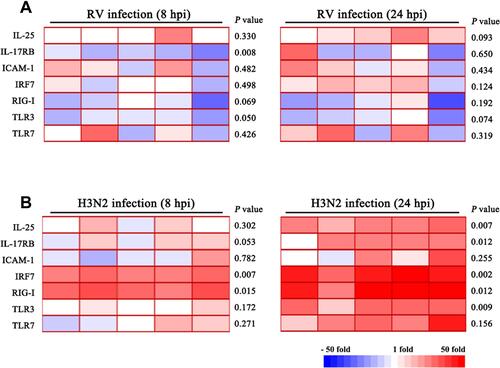 Figure 2 Heatmap of expression profiles of IL-25 and related innate immune factors in response to influenza and rhinovirus infection at 8 and 24 hpi. Cytokine mRNA level changes in (A) rhinovirus infection and (B) influenza infection. Greater significant changes in cytokine levels were observed in influenza compared to rhinovirus infection at early stages of infection of hNECs. Changes in expression of cytokines at various time-points of virus infections were determined by RT-qPCR (n=5). Red color denotes up-regulation, while blue color denotes down-regulation of the corresponding cytokine mRNA. Comparison of means was performed by Student’s t-test between infected and uninfected hNECs. p < 0.05 is considered statistically significant.